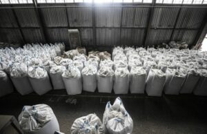 Безкоштовне насіння кукурудзи для фермерів з прифронтових та постраждалих регіонів.