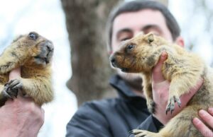Трагедія в екологічному центрі: Львівські сурки Мишка та Маруся померли