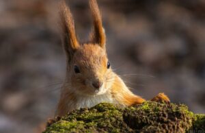 Без відступниць: багато хмарно у Києві