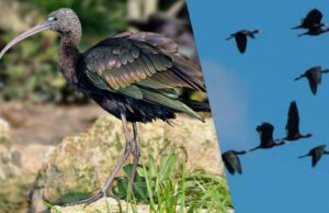 Рідкісні гості: блискучі ібіси на Тузловських лиманах