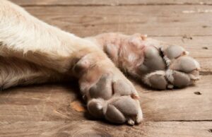 Рятівна операція для собаки в Київській області