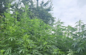 Культивування коноплі на дачній ділянці: поліція вилучила понад 300 кущів