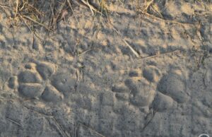 Рідкісний хижак виявлений у Чорнобильському заповіднику