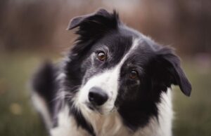 Собаки відчувають, коли їм брешуть