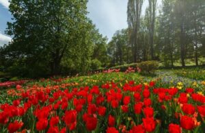 Відкриття виставки тюльпанів на Певчеському полі