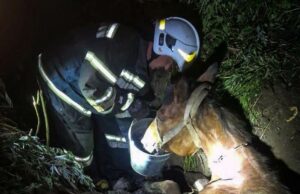 Допомога кінь врятувати з траншеї на Київщині