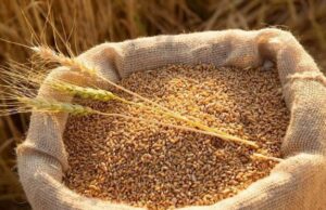 Міжнародна підтримка: сім’янця ярої пшениці для фермерів Донецької області