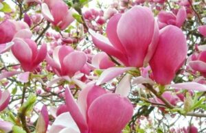 Крадіжка магнолії з двору ліцею у Дрогобичі: адміністрація закликає до співпраці