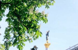 Весняна атмосфера Києва: каштани в розквіті