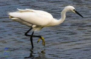 Цаплі повернулися до Одеської області після примусового втечі: війна не зламала їхню волю