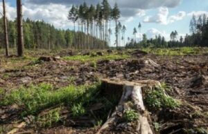 Суд схвалив розірвання договору оренди землі лісового фонду в Полтавській області