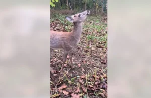 Оленей в Мичигане не будут уничтождать по решению DNR после протестов законодателей и правозащитной организации