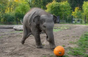 Семья слонов разбила тыквы в зоопарке Оригм, но детенышу хотелось поиграть с мячом