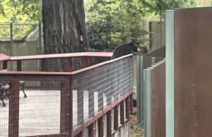 В Калифорнийском зоопарке замечен дикий черный медведь, который «взаимодействовал» с медведями в неволе